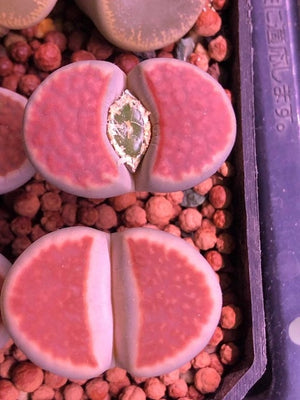 Open image in slideshow, Free Shipping 50 PCS Lithops SS succulent cactus - Lily Strawberry Adenium Obesum - Desert Rose Flower SS
